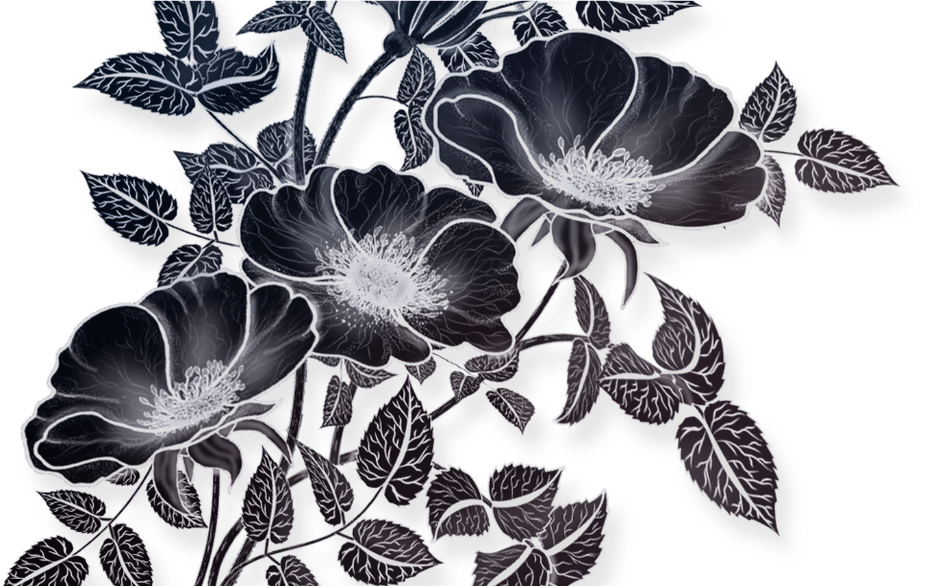Flowers Drawing Illustration, Png File Vectors Pinterest - Drawing (1368x855), Png Download