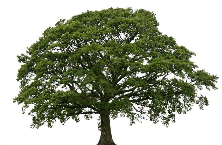 Brainerd Tree Moving & Sales Llc Dba Bearback Tree - Mangrove 3d Model Free (885x584), Png Download
