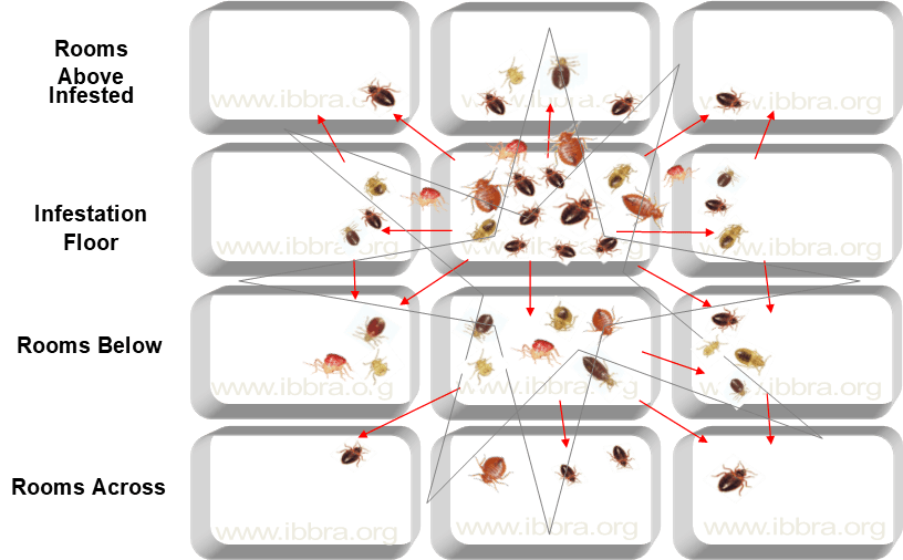 Star Burst - Bed Bug Bite (816x506), Png Download