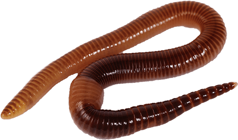 Earthworm Worm Png - Worm Hd (500x500), Png Download