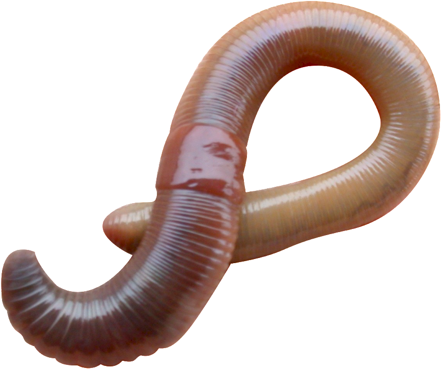 Lumbricus Terrestris (1024x807), Png Download