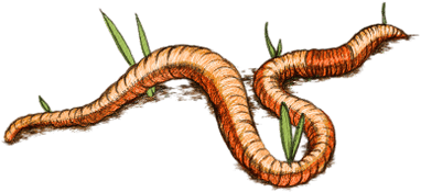 Earth Worm Drawing - Gusano Png (400x400), Png Download