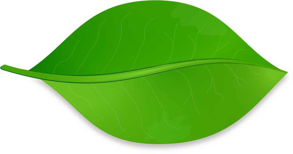Related Wallpapers - Una Hoja De Arbol (960x504), Png Download