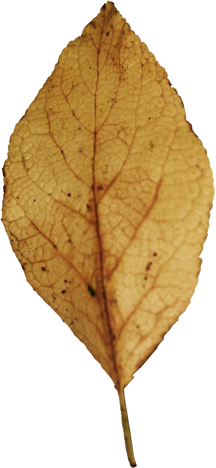 Hoja De Árbol Seca En Png (974x1569), Png Download