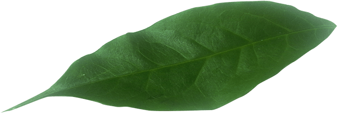 Hoja - Hoja Png (700x296), Png Download