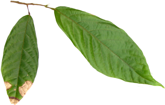 To Understand A Cocoa Product Flavor Profile Or A Cocoa - Hojas De Cacao Png (614x428), Png Download