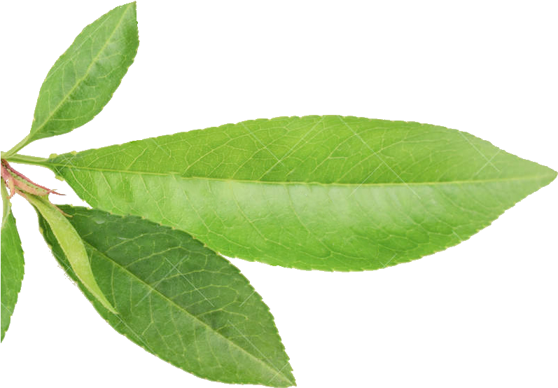 Bulletin - Bay Laurel (964x1002), Png Download