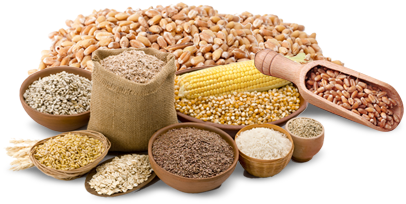 Grain Png Hd - Food To Live Organic Wheat Berries (50 Pounds) (500x306), Png Download