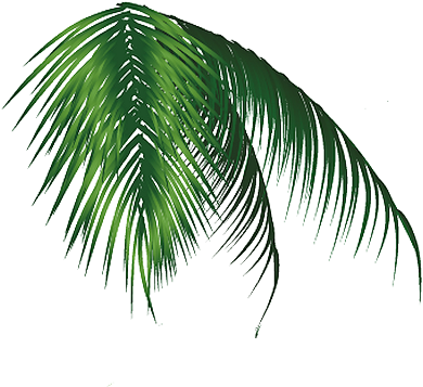 Hoja Palmera Png - Coconut (410x356), Png Download