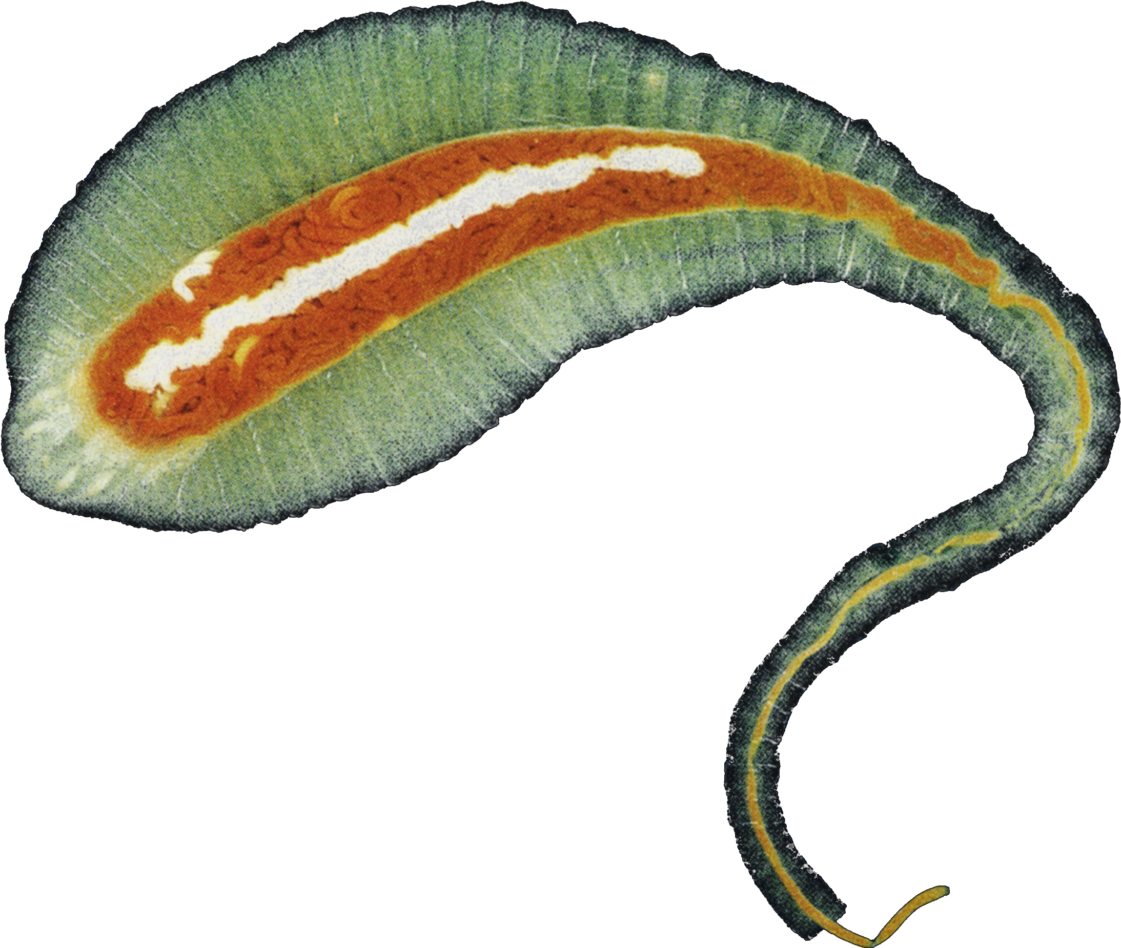 A Is Not Just Dr Ross Piper - Tongue Worm (3508x2480), Png Download