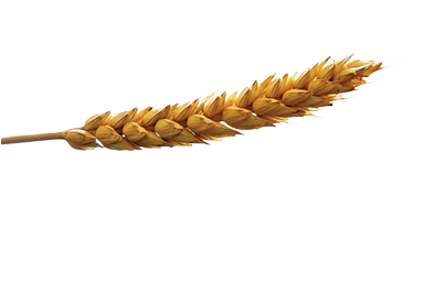 Out Of The Richest Wheat Fields In The Near East, Great - Shredded Wheat (383x374), Png Download