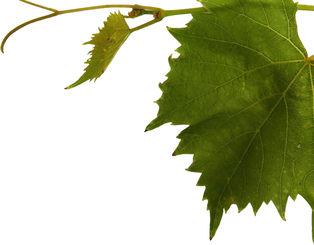 Wine Leaf (644x503), Png Download
