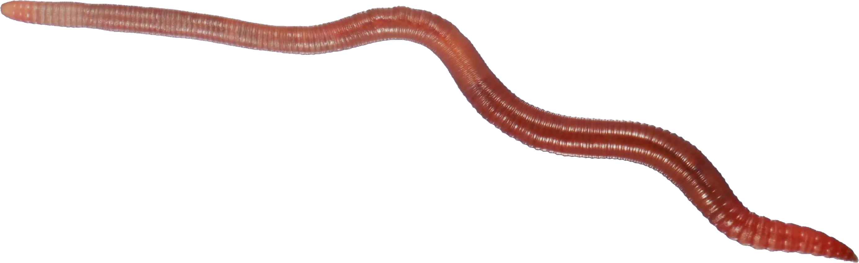 Worm Transparent Background (2769x848), Png Download