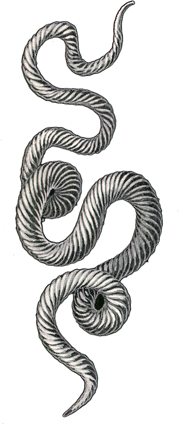 Snake (368x908), Png Download
