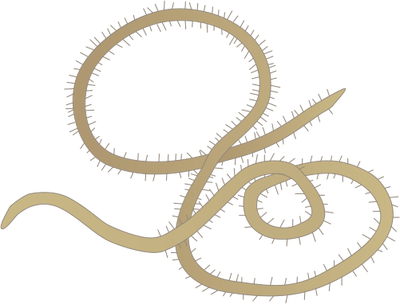 Ian Symbol Gordian Worm - Illustration (400x304), Png Download
