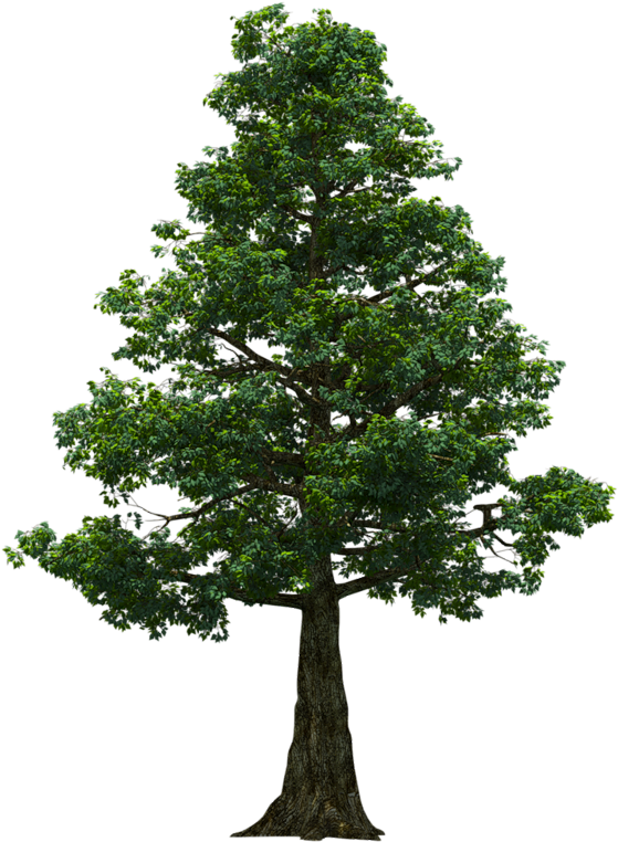 Lots Of Trees Photoshop Texture, Png Format, Cut Outs, - Larch Png (800x800), Png Download