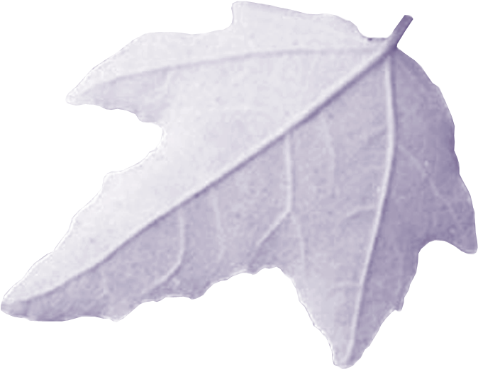 Publié Il Y A 19th December 2013 Par Mohamed El Fadely - Maple Leaf (1202x841), Png Download