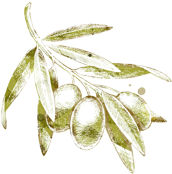 Which Homer Calls ``liquid Gold” And Hippocrates Believes - Olive Drawing Png (650x644), Png Download