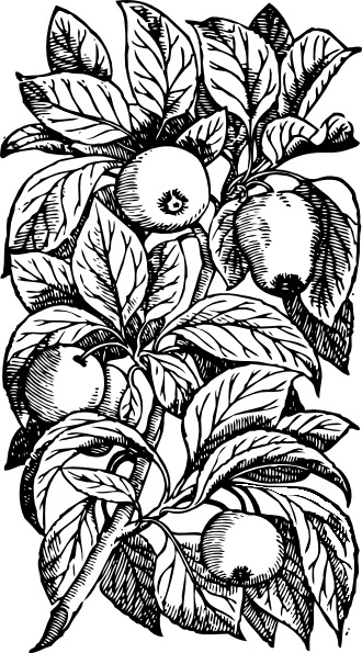 Free Vector Apples On A Branch Clip Art - 1s Tee Apples On A Branch (330x595), Png Download