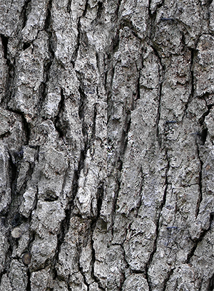 Save Shley Tree 1 - English Oak (300x409), Png Download