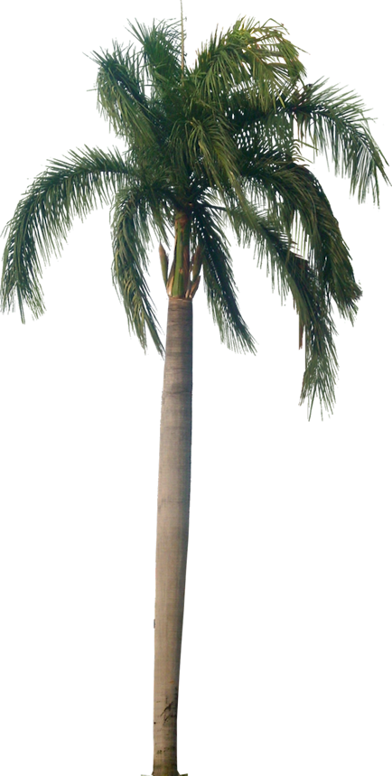 Palm Tree Texture Png - Royal Palm Tree Png (434x859), Png Download