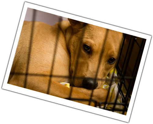 Your Details - Donation (500x403), Png Download