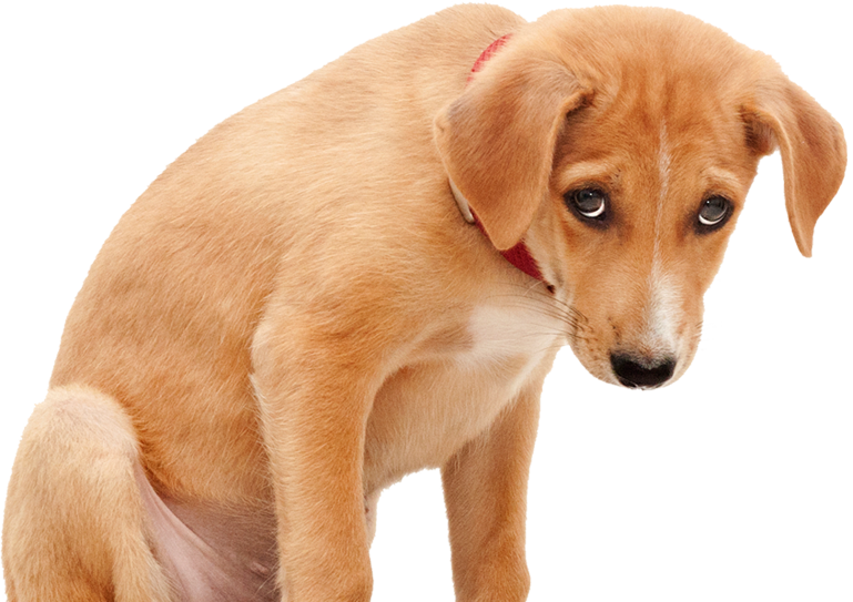 Sad Dog Png Clipart Royalty Free Stock - Sad Dog Png (769x543), Png Download