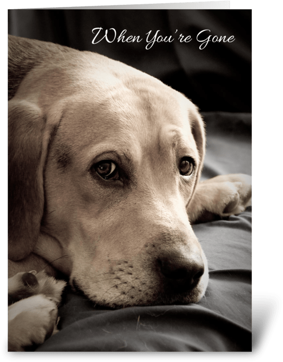Missing You Sad Dog Greeting Card - Dog (700x792), Png Download
