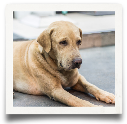 Dog (500x500), Png Download