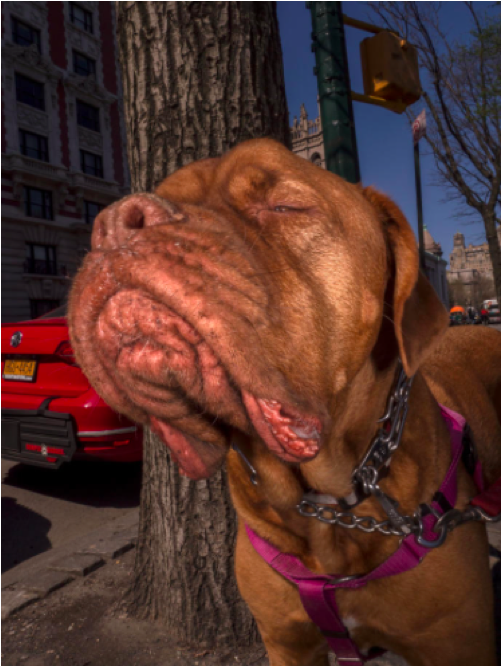 It's Been A Busy Week Of Politics And More So, You - Dogue De Bordeaux (800x965), Png Download