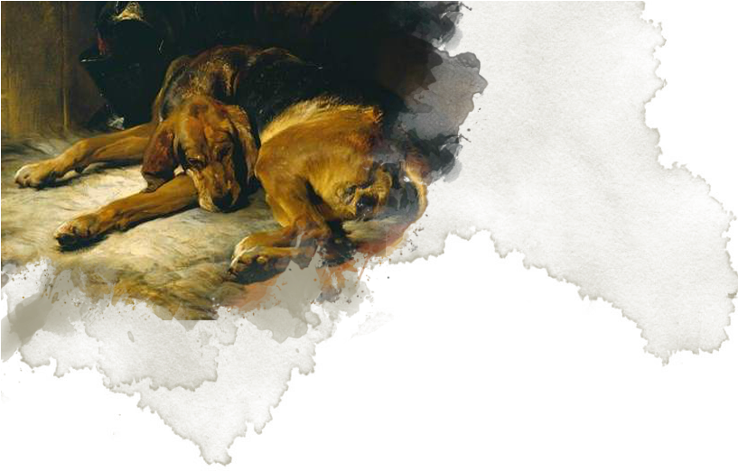 Stray - Sleeping Bloodhound (816x543), Png Download