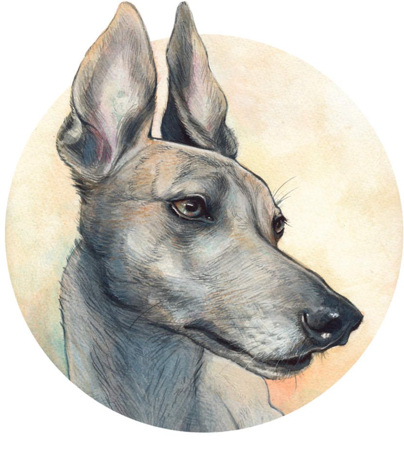Pet Portraiture (1000x1000), Png Download