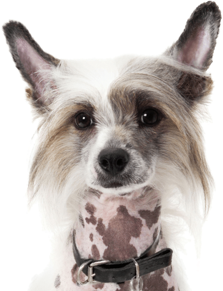 Chinese Crested - Dogman Miniben Tremix Med Vanilje (565x585), Png Download