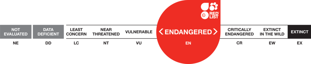 Threat Categories Long Vu 0005 Threat Categories Long - Iucn Red Scale Endangered (1000x207), Png Download
