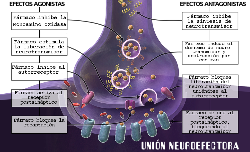Agonismo-antagonismo - Enciclopedia Libre Universal En Español (800x487), Png Download