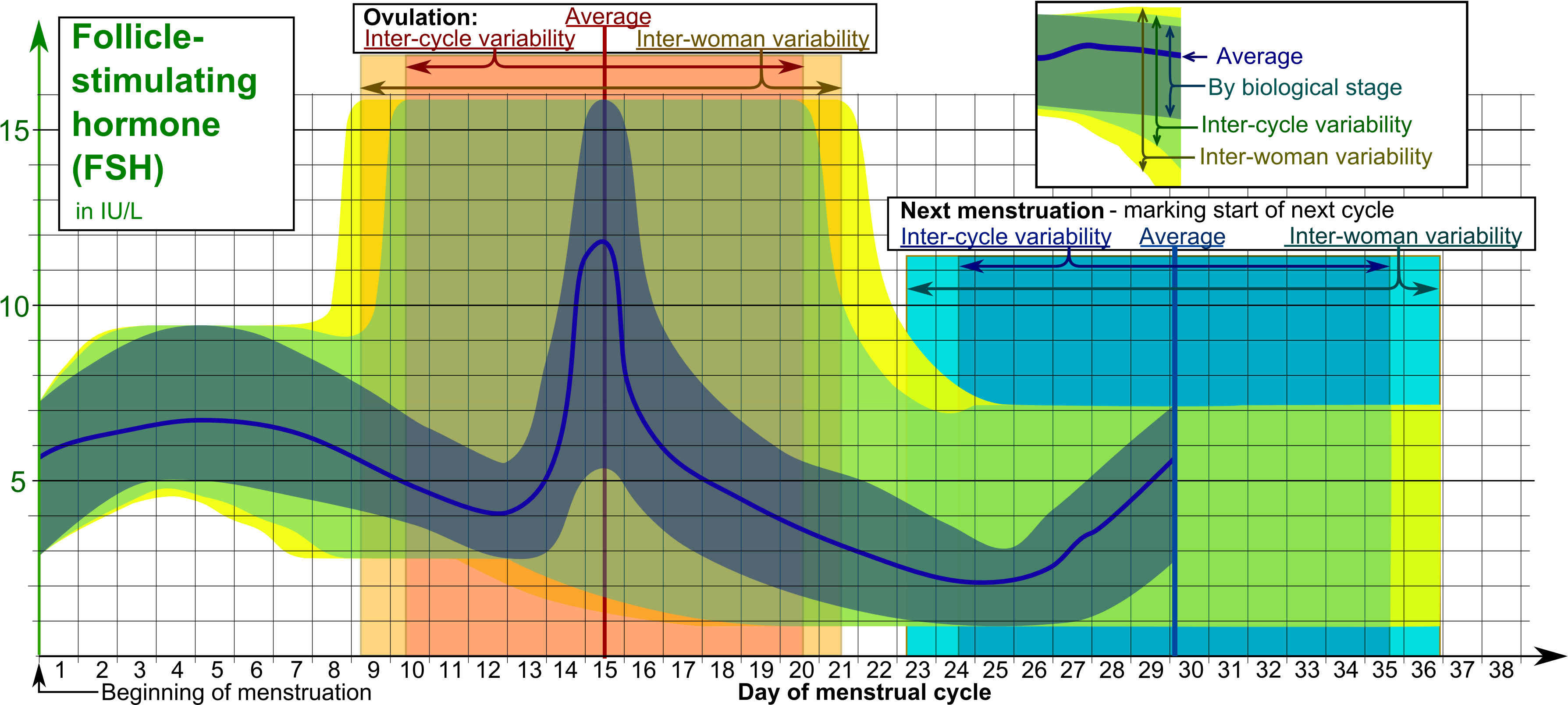 Follicle-stimulating Hormone During Menstrual Cycle - Fsh Hormone (3682x1640), Png Download