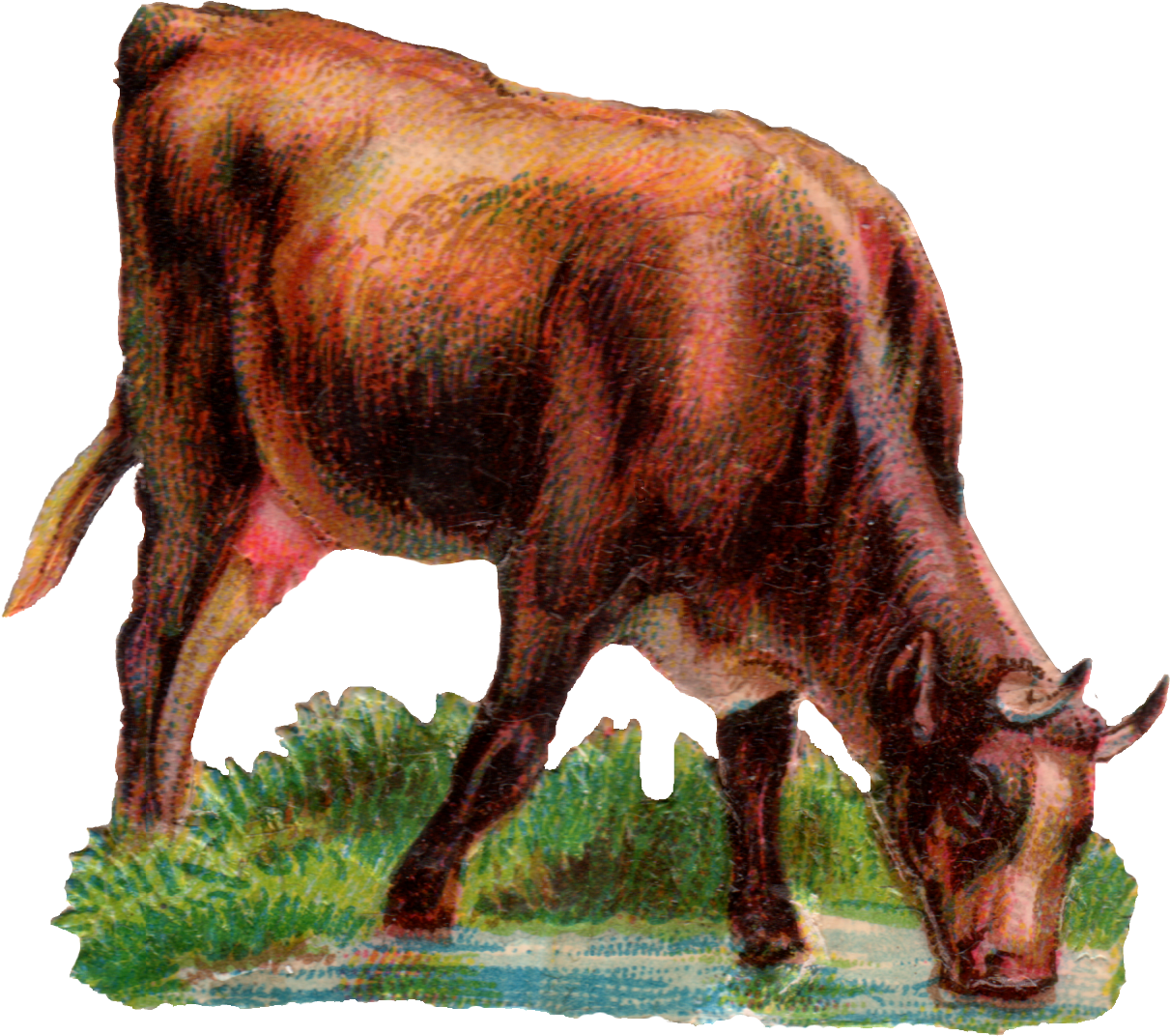 Today We Have A Cow Drinking Water - Cow Drinking Water Png (1500x1452), Png Download