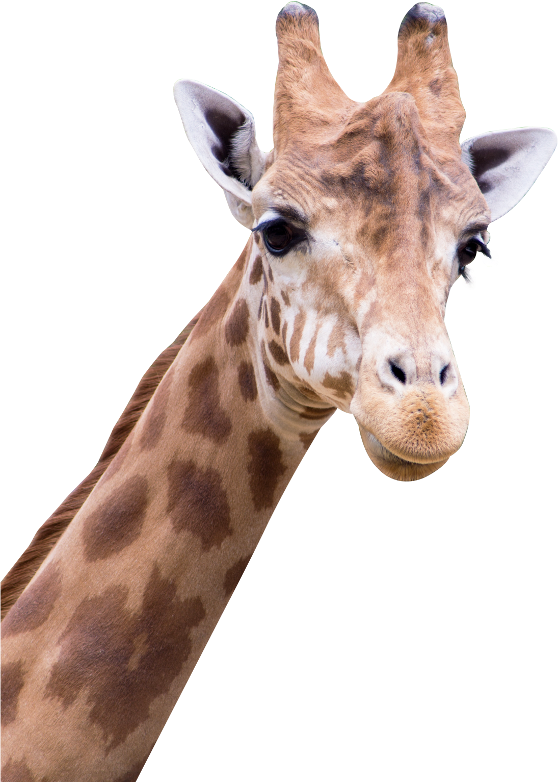 Download Giraffe Png Images Amine Good For You Png Image With No Background Pngkey Com