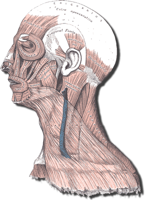 Muscles Of The Head And Neck - Frontalis Muscle (300x409), Png Download