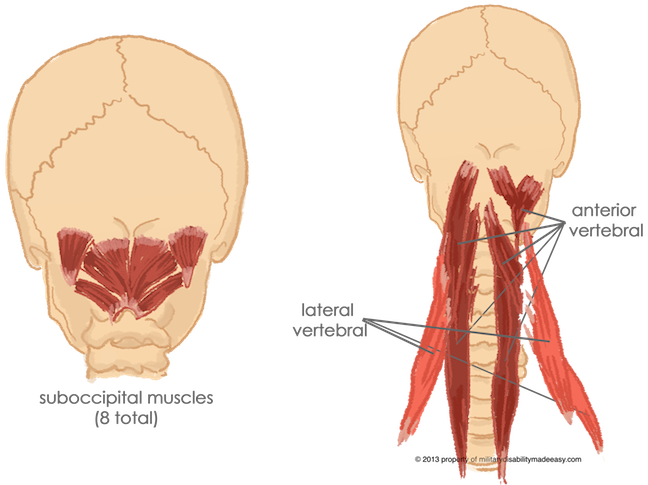 Torso Muscles 8 - Paraspinal Cervical Muscles (648x485), Png Download