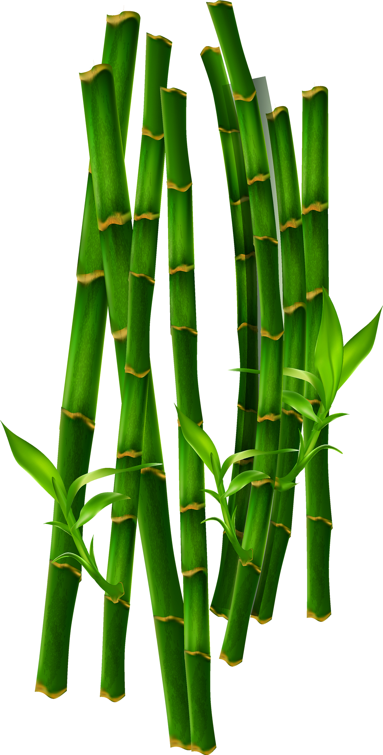Bamboe Computer Green Transprent Png Free Download - Bamboo (1300x2680), Png Download