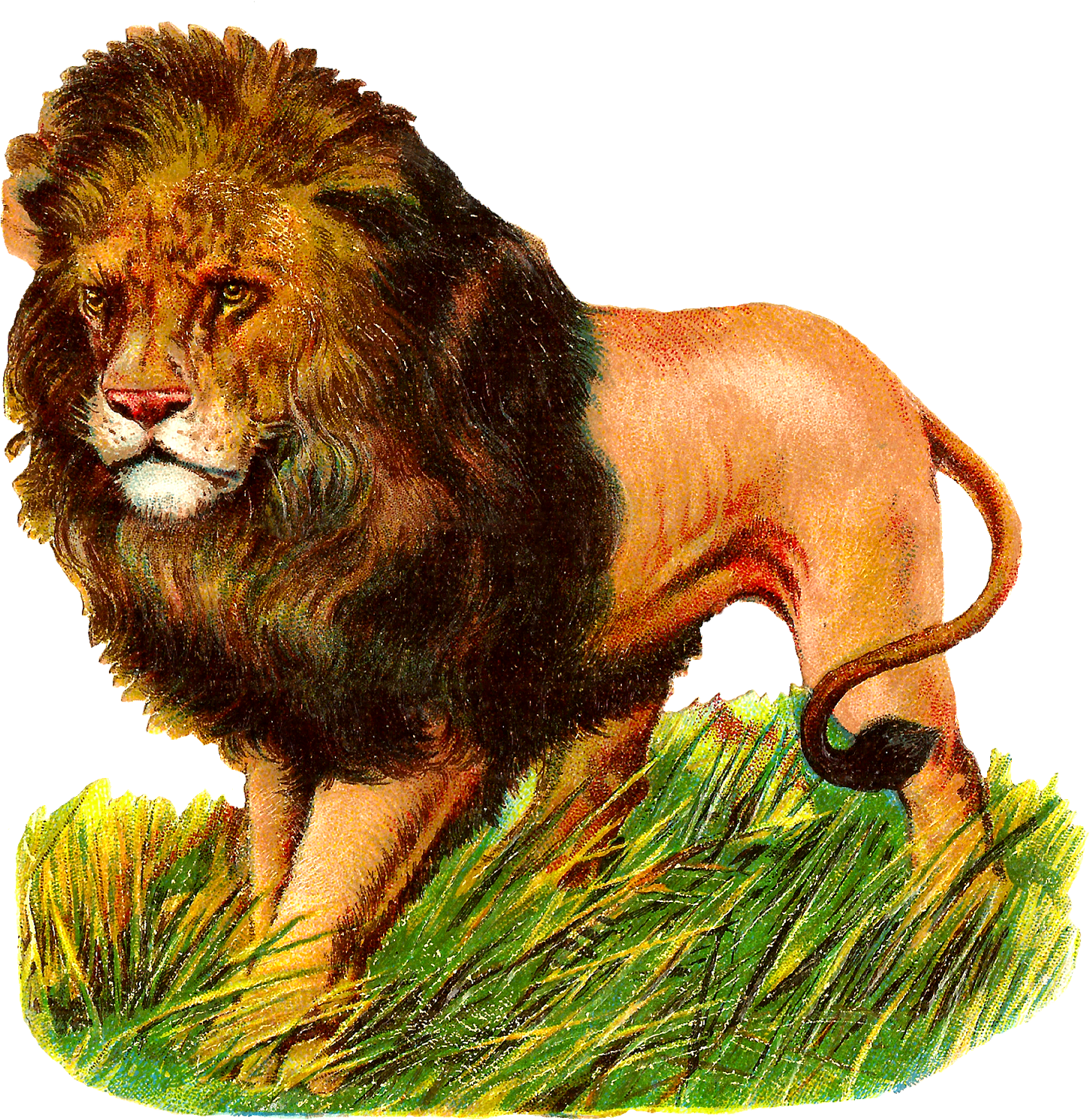 Antique Images Wild Lion Stock Image Digital - Lion Illustration Vintage (1600x1594), Png Download