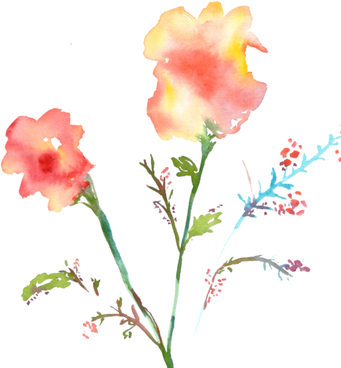 Vanessa - - Painting Flowers On White Or Transparent Backgrounds (500x539), Png Download