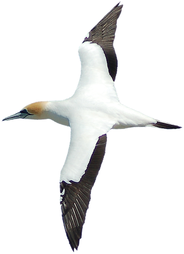 Farewell Spit Tours - Gannets (363x500), Png Download