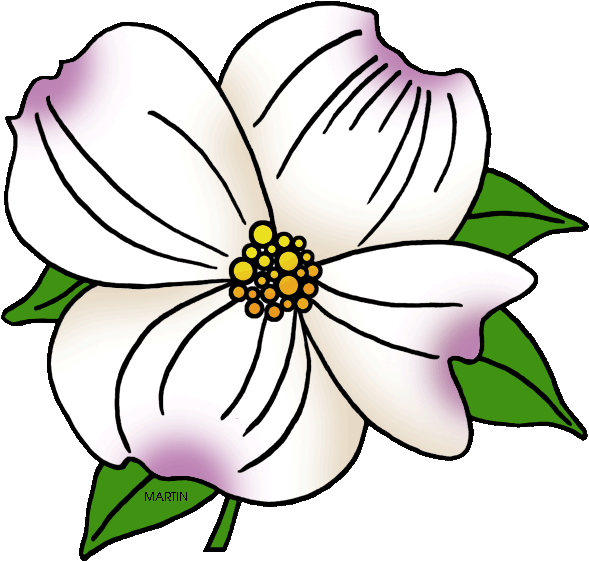 United States Clip Art By Phillip Martin, North Carolina - Dogwood Flower Clip Art (648x592), Png Download