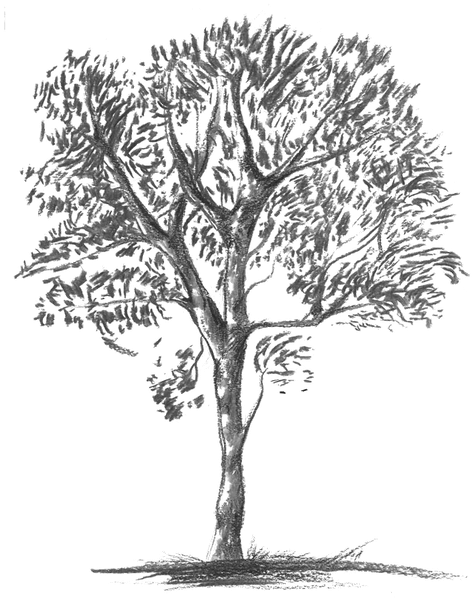 Knobthorn-grey - Mexican Pinyon (600x598), Png Download