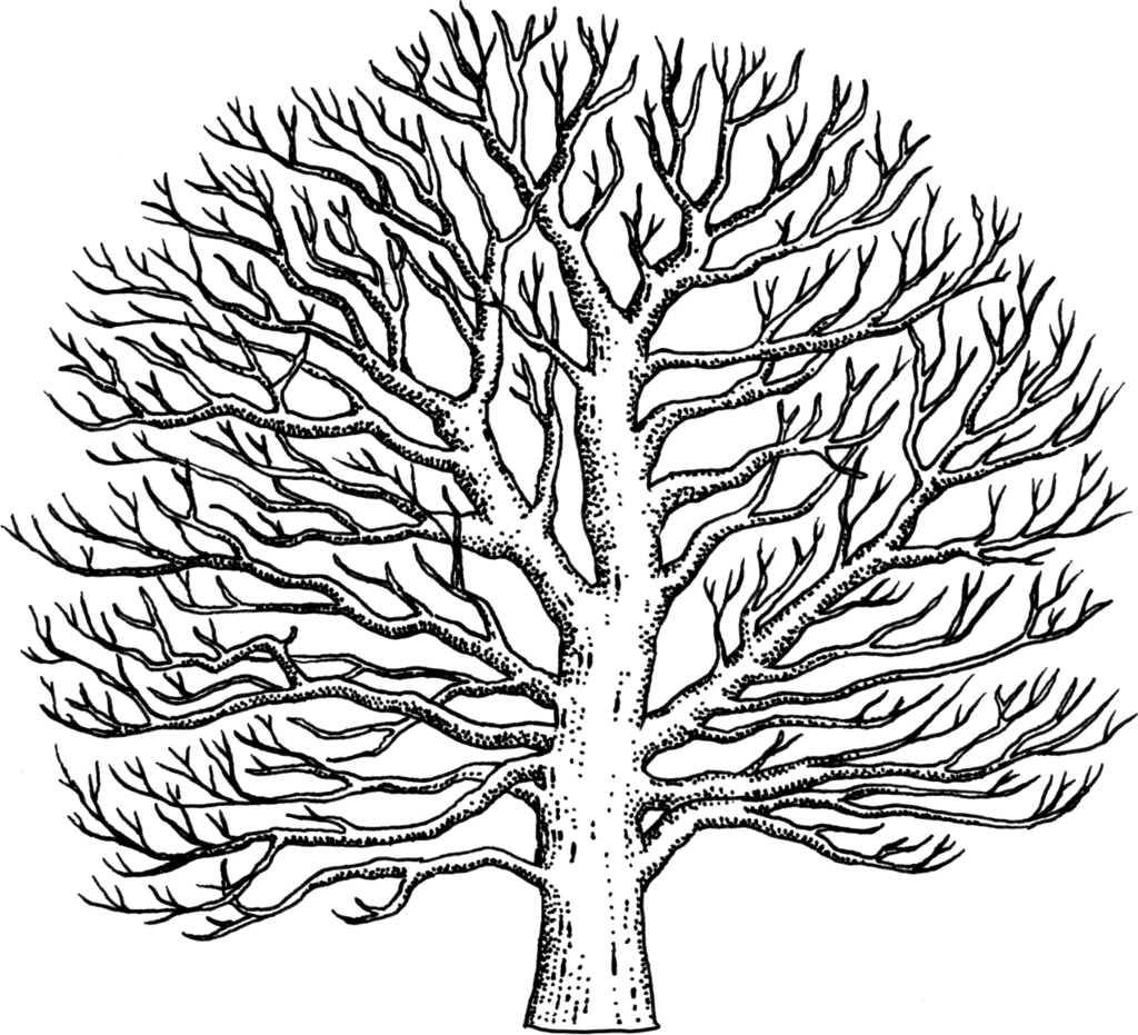 Drawn Tree Sycamore Tree - Easy To Draw Sycamore Tree (1024x931), Png Download