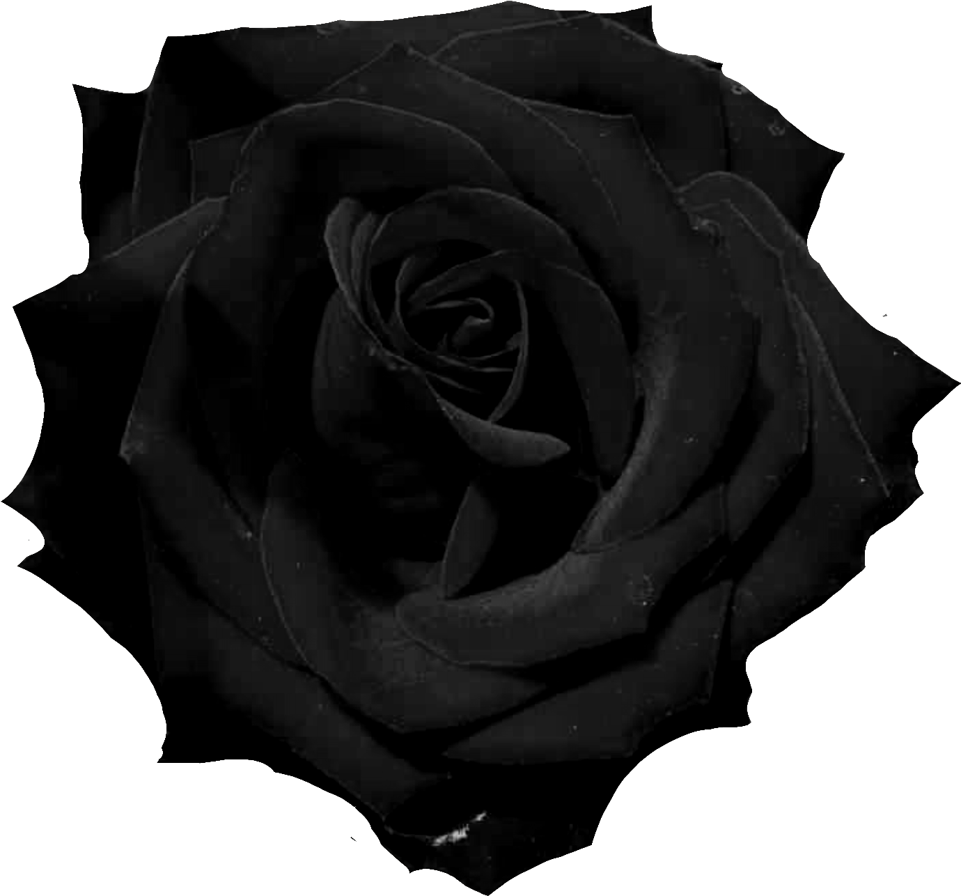 Download Black Rose Png PNG Image with No Background 