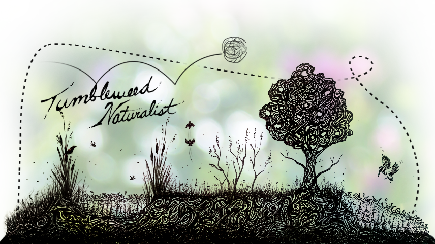 Grass (856x481), Png Download