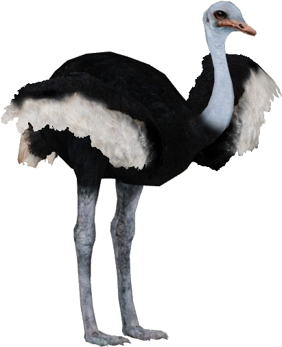 Ostrich Png Pic - Ostrich Png (504x504), Png Download